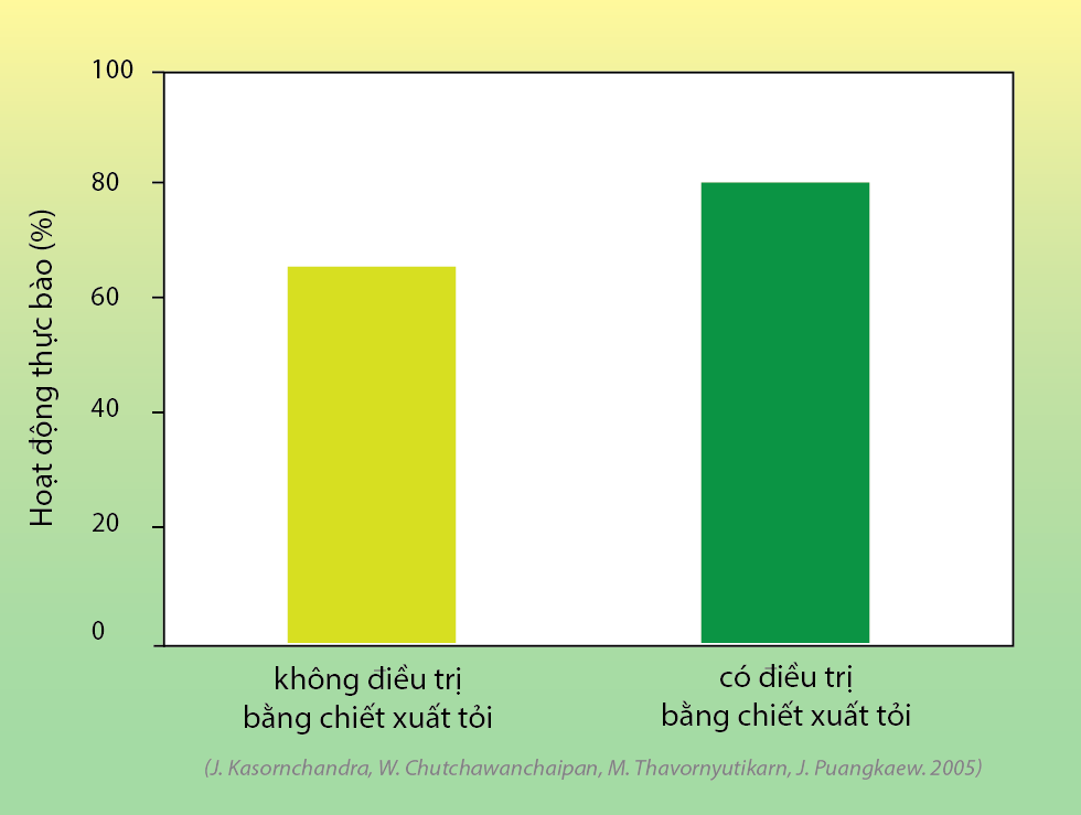 Hoạt động thực bào tôm sú tăng khi điều trị bằng tỏi