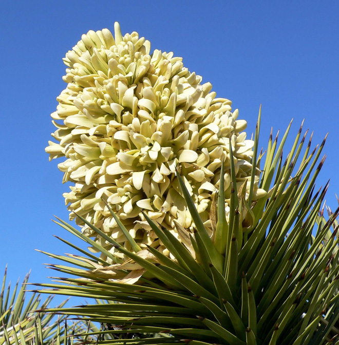 Hoa yucca
