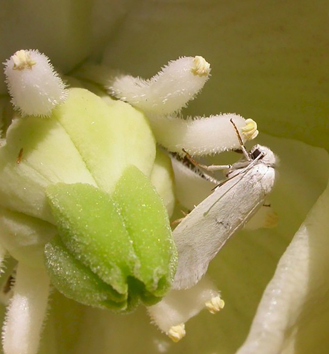 Loài bướm Yucca