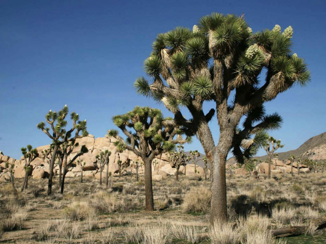 Cây Yucca là thực vật Nam Mỹ