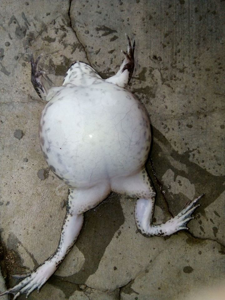 ếch chướng bụng