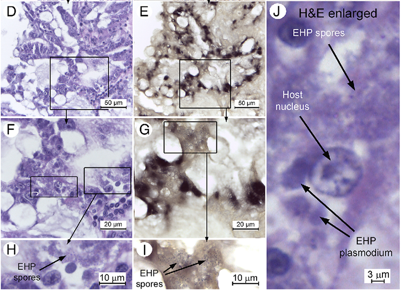 quan sát mô học của vi bào tửu trùng gây bệnh EHP