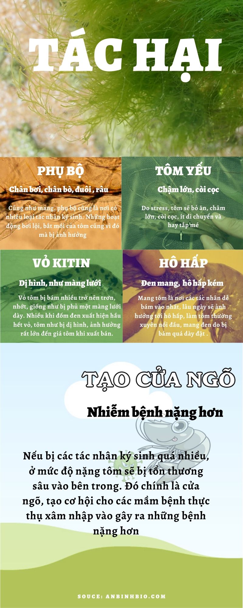 tác hại của bệnh đóng rong