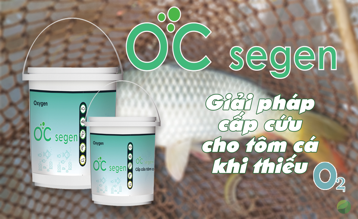 Cấp cứu cho tôm - Oc segen