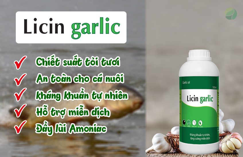 licin garlic