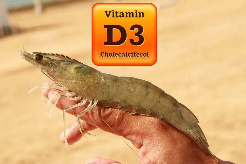 Vitamin D3 đẩy lùi mầm bệnh cho tôm