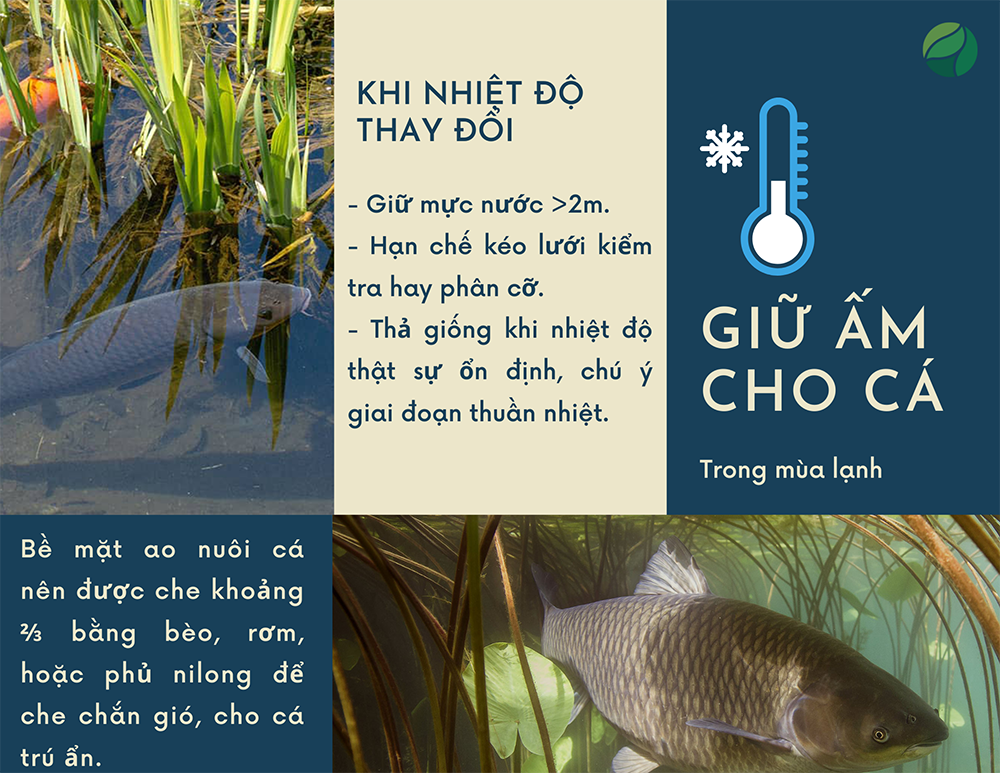 giữ ấm cho cá