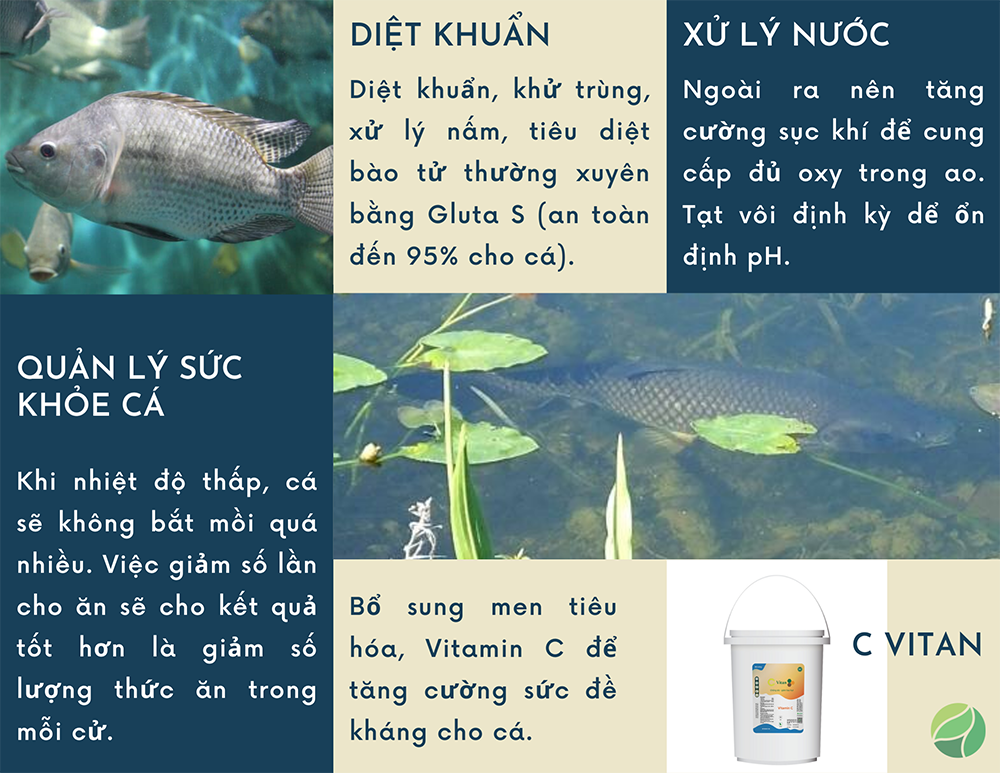 sức khỏe cá trong mùa lạnh