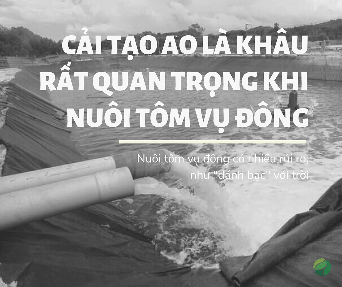 cải tạo ao là khâu rất quan trọng trong tôm vụ đông