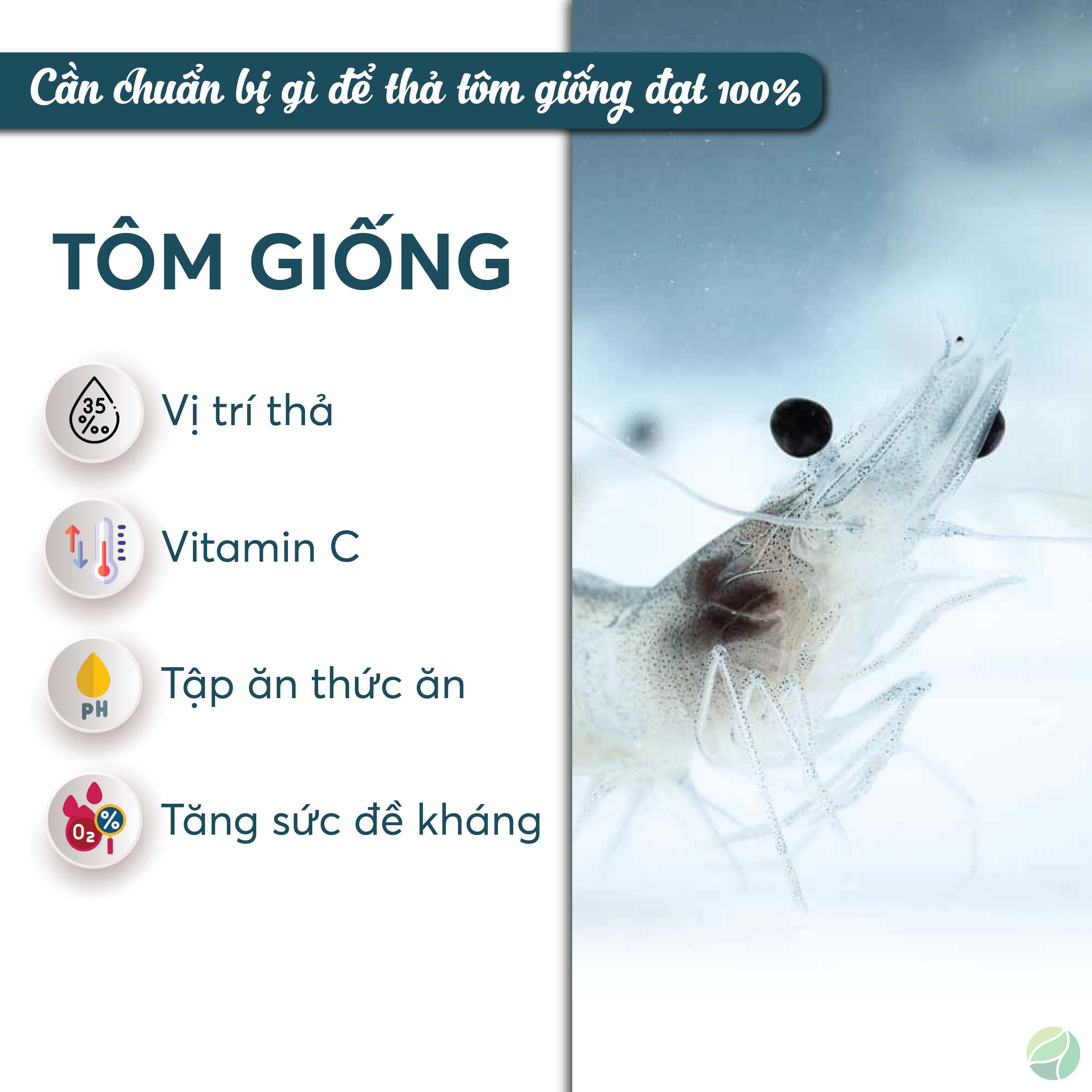 Thả tôm giống