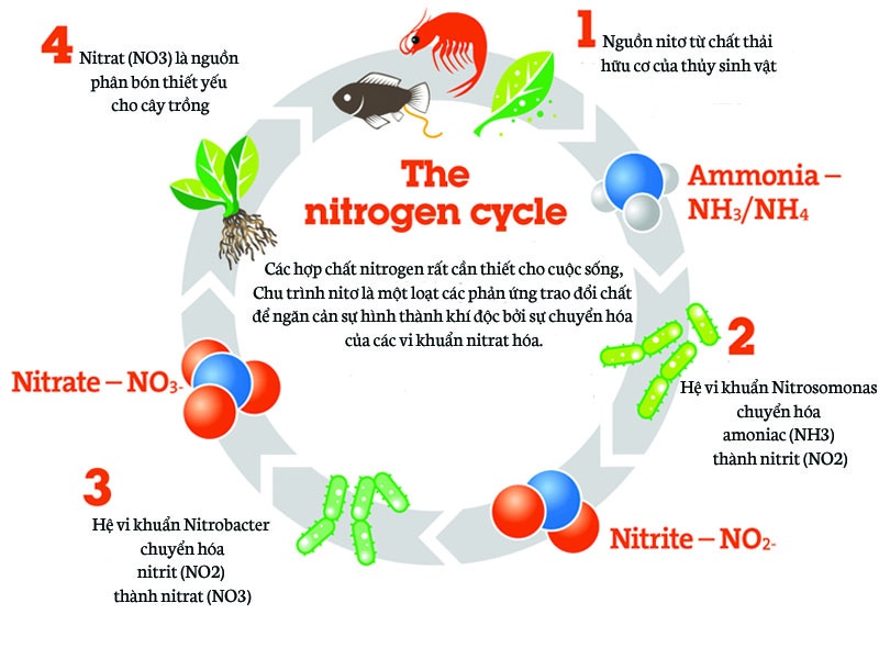 chu trình nitơ trong ao nuôi tôm