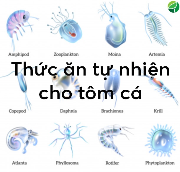 những thức ăn tự nhiên trong ao nuôi thủy sản