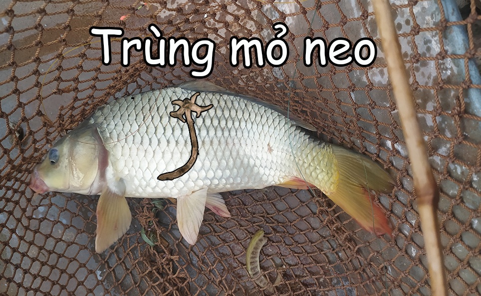 Trùng mỏ neo trên cá chép