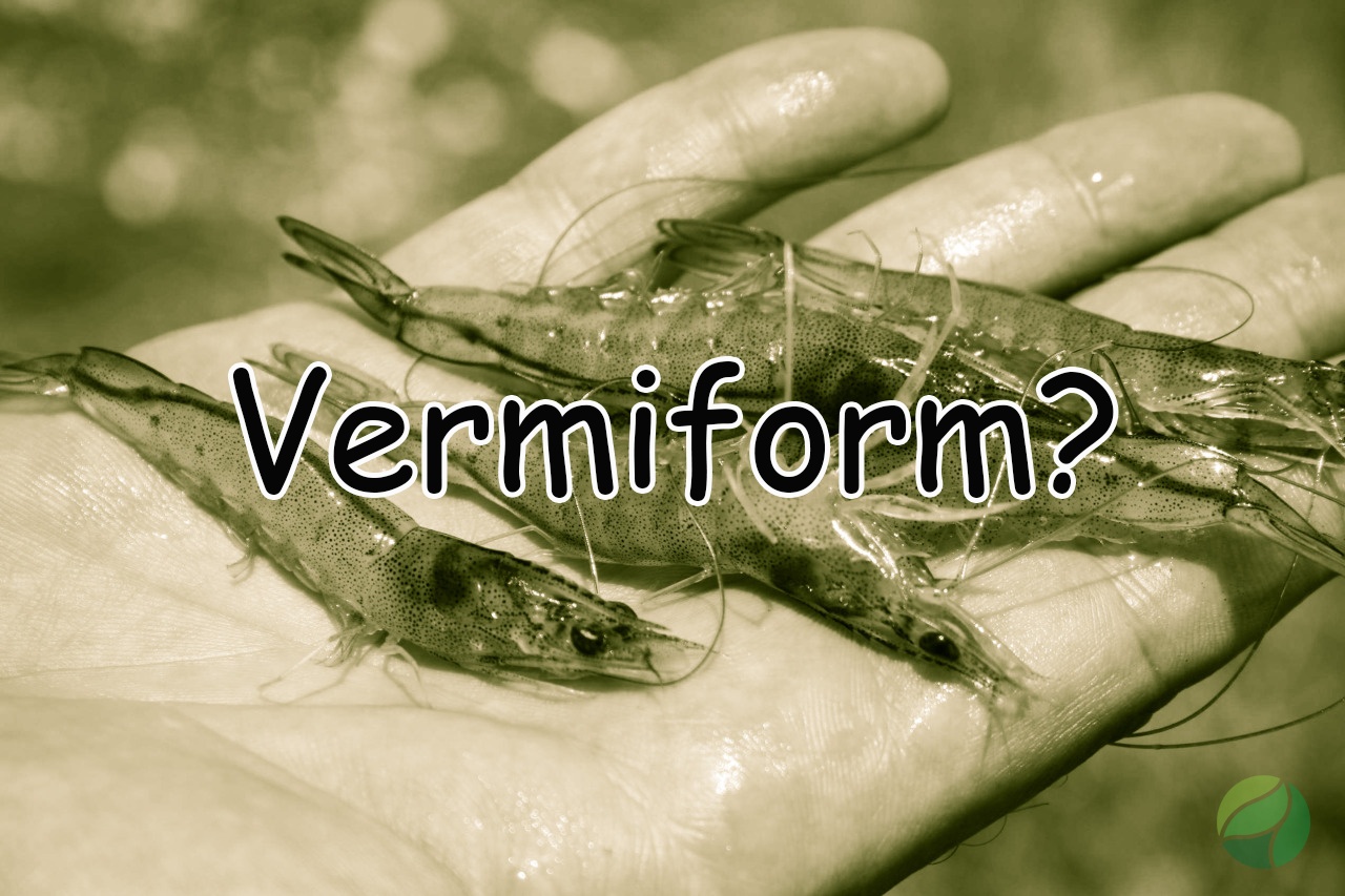 Vermiform là gì?
