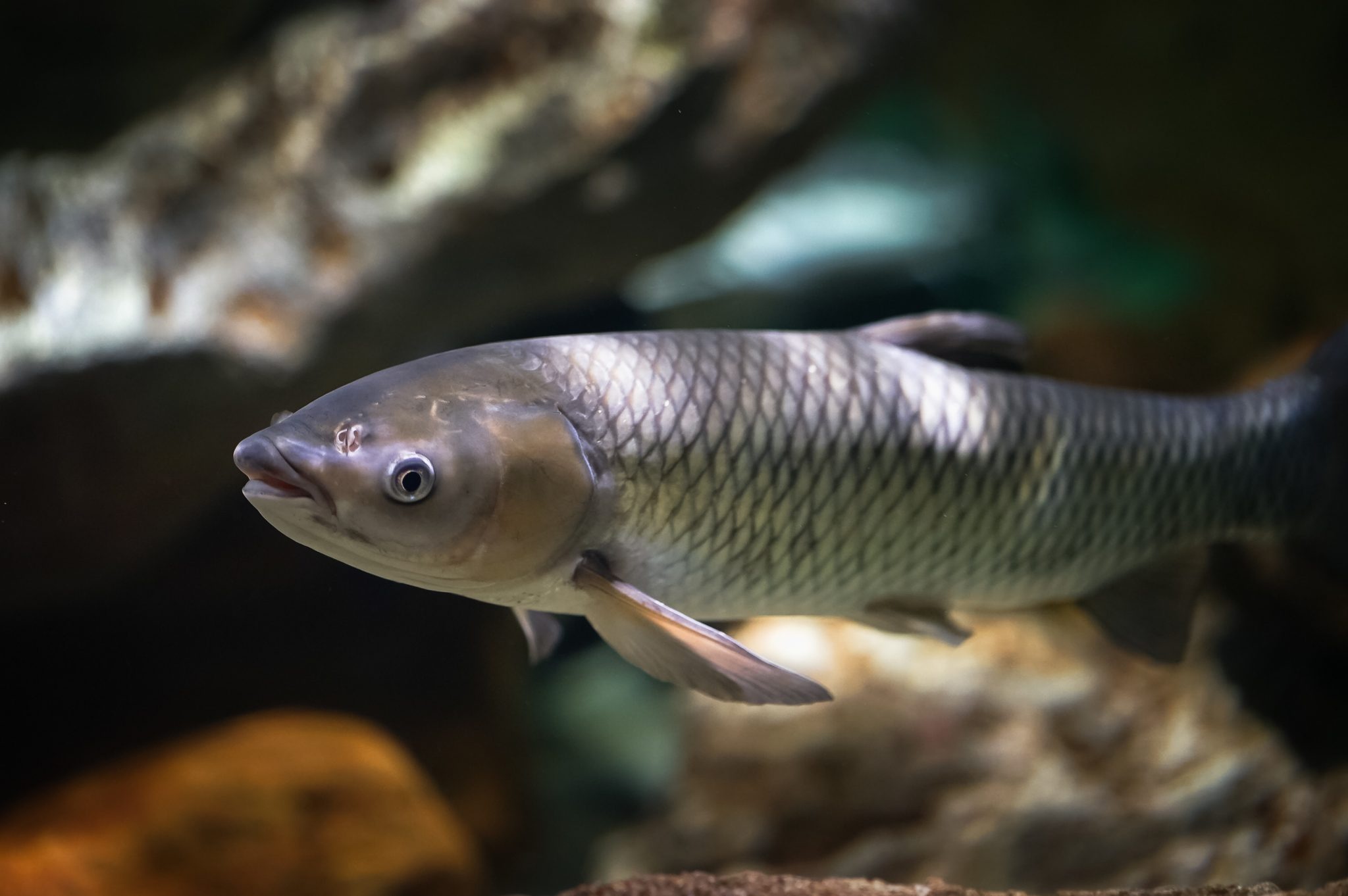 MOS - prebiotic kích thích tăng trưởng cho cá trắm cỏ.
