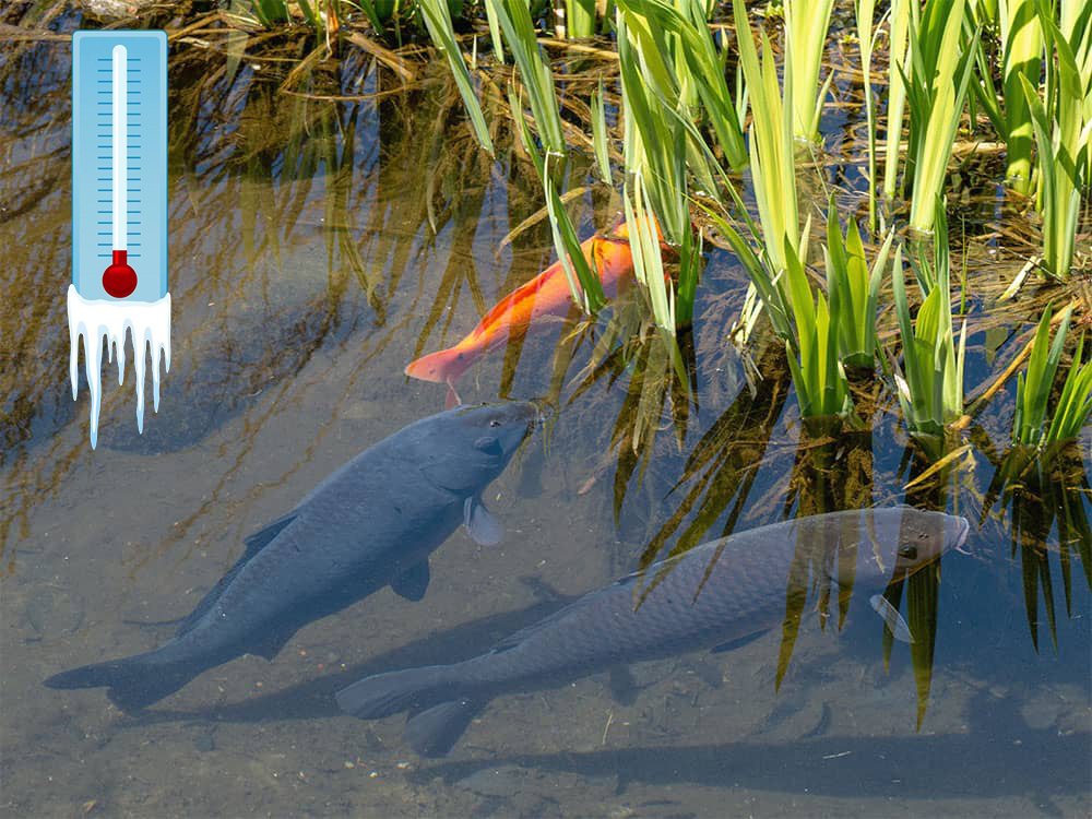 Bệnh lở loét trên cá trắm cỏ có thể phát triển do sự thay đổi nhiệt độ