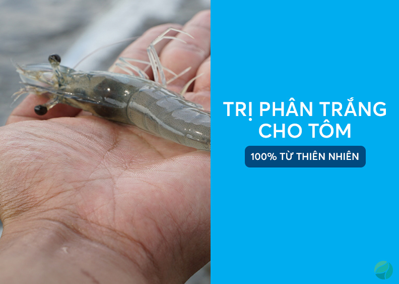 Trị phân trắng cho tôm