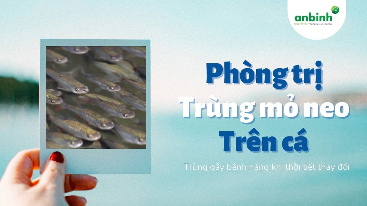 phương pháp điều trị trùng mỏ neo trên cá