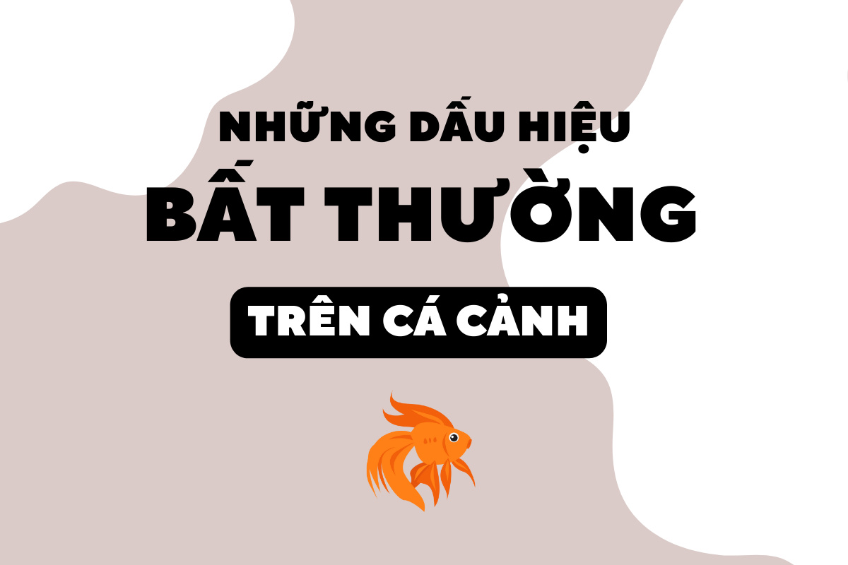 Những dấu hiệu thường gặp trên cá cảnh