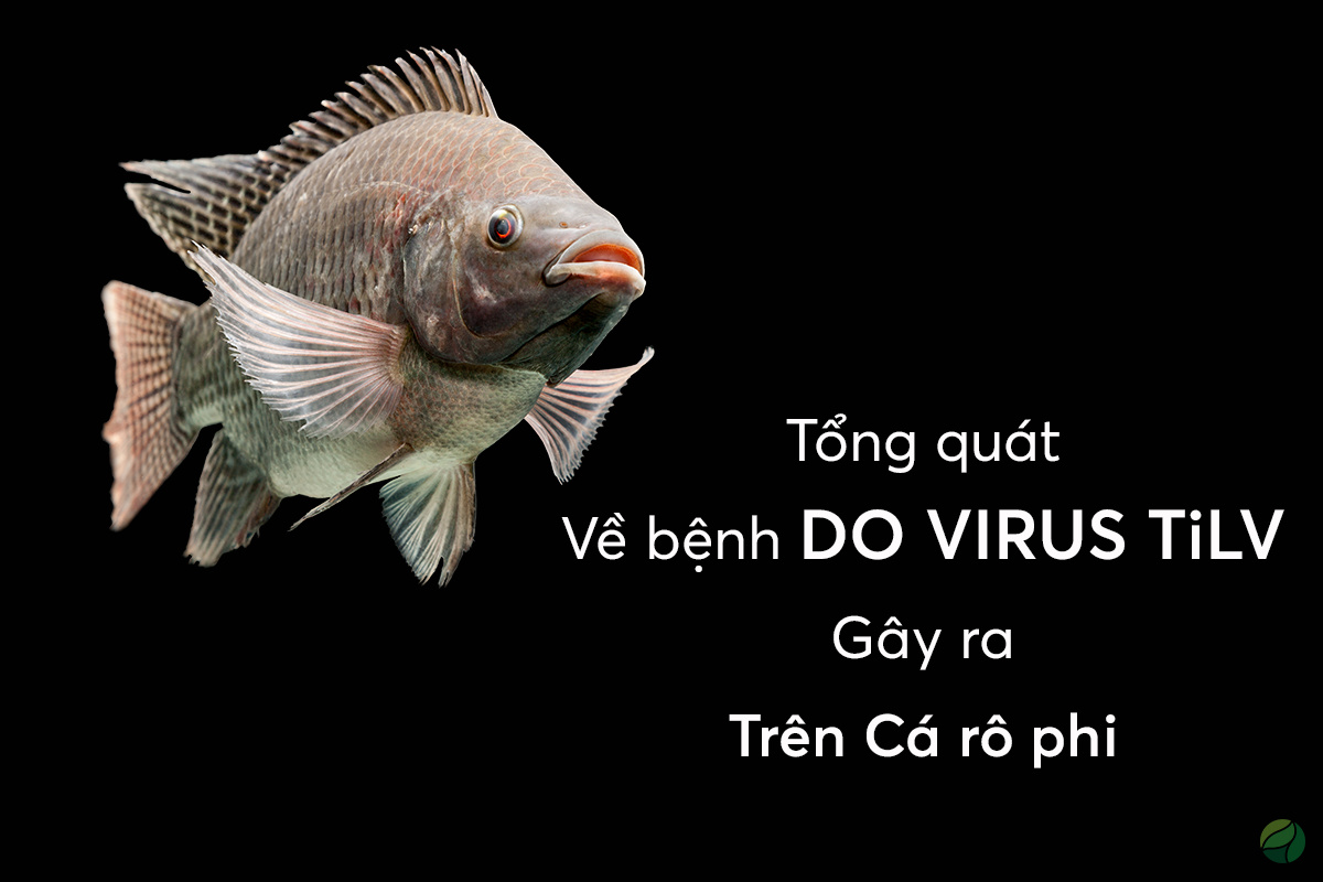 cá rô phi bệnh do virus TiLV