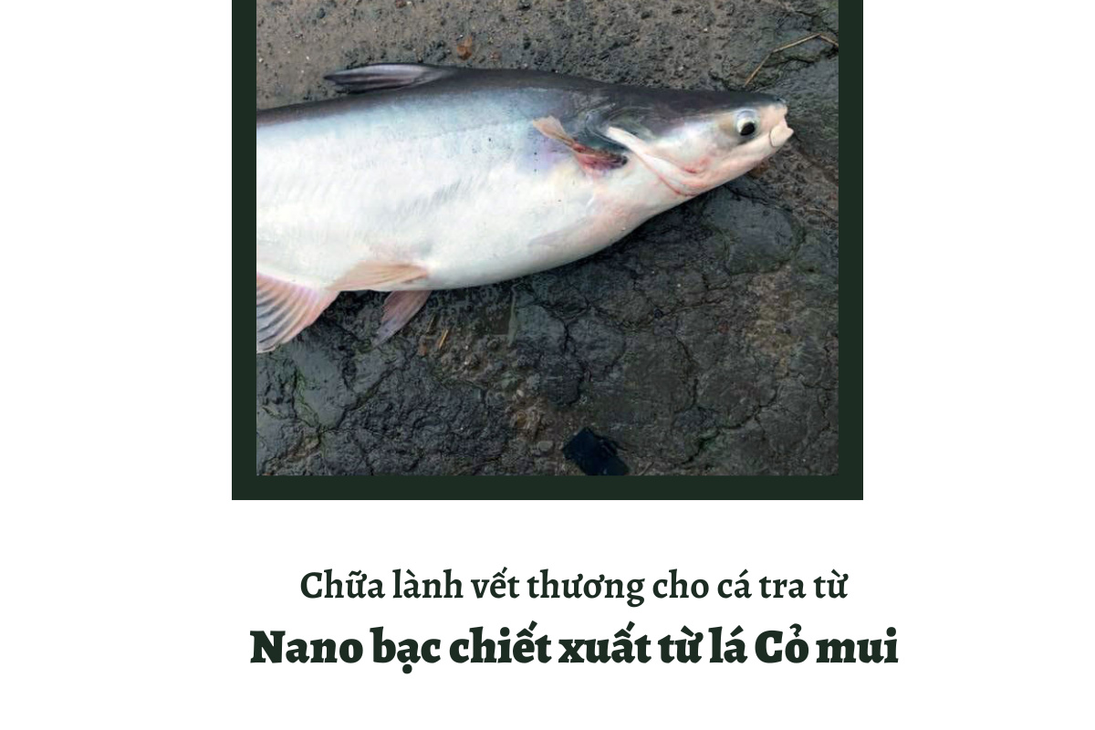 cá tra