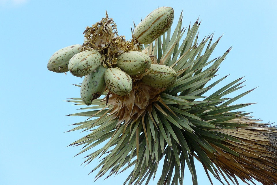 Yucca - Sự lựa chọn bền vững trong NTTS