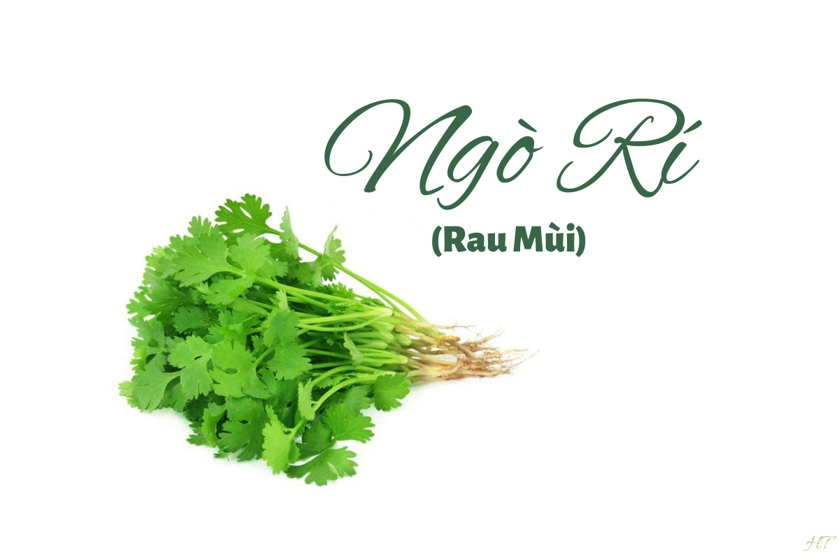 Ngò rí (rau mùi) và ứng dụng trong nuôi tôm cá