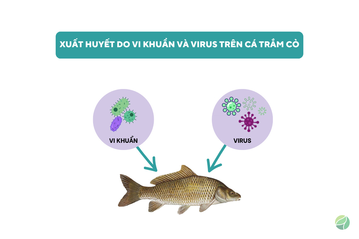 phân biệt tác nhân gây bệnh xuất huyết trên cá trắm cỏ