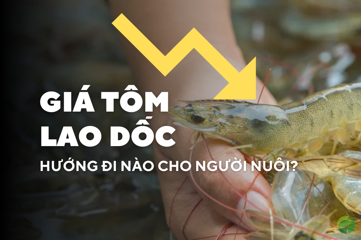 Giá tôm lao dốc - Hướng đi nào cho người nuôi?