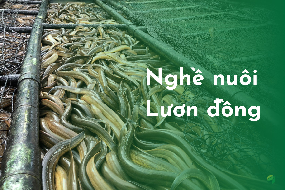 Nghề nuôi Lươn ở Việt Nam