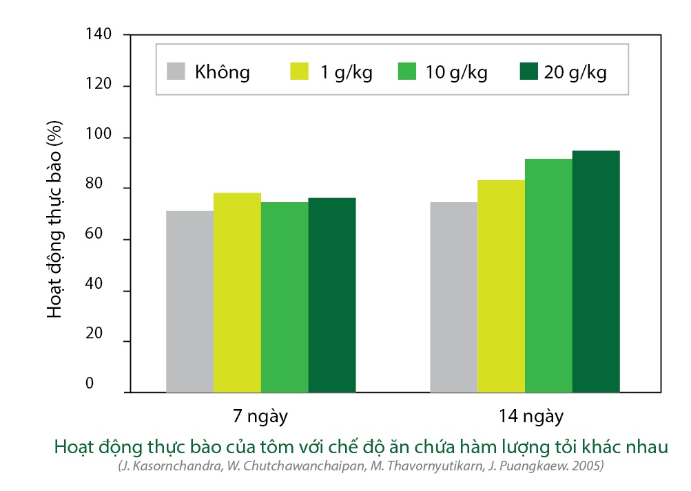 Tỏi có tác dụng tăng hoạt động thực bào của tế bào huyết trên tôm