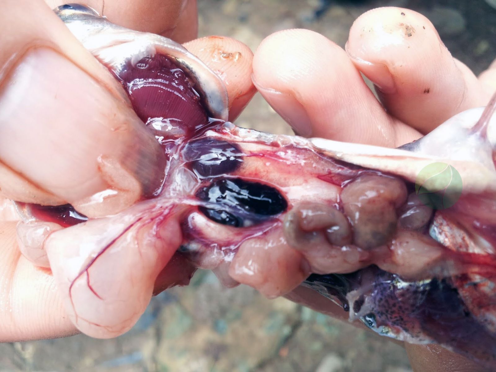 kiểm tra gan cá tra