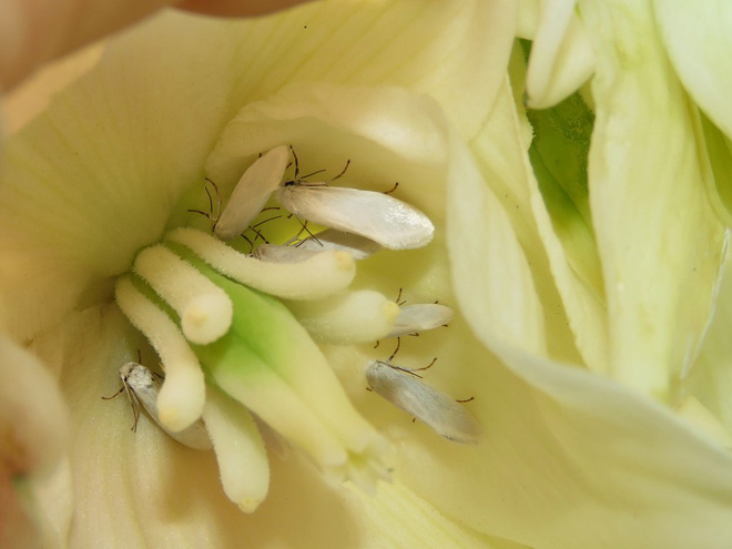 Loài bướm Yucca