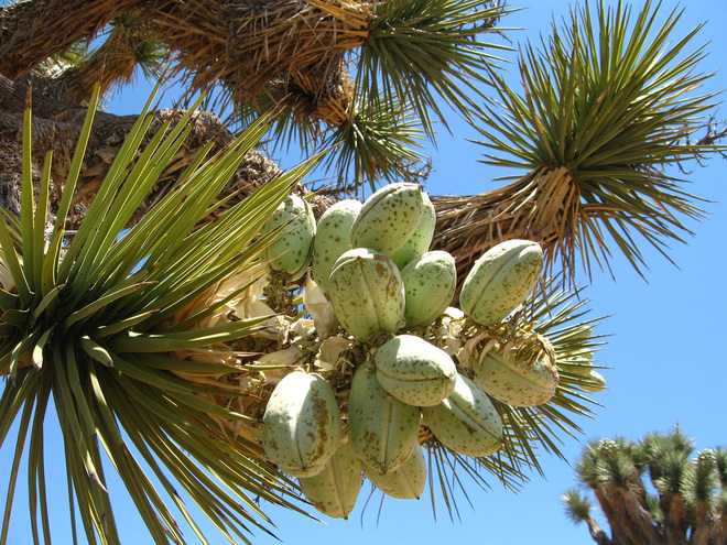 Quả cây Yucca