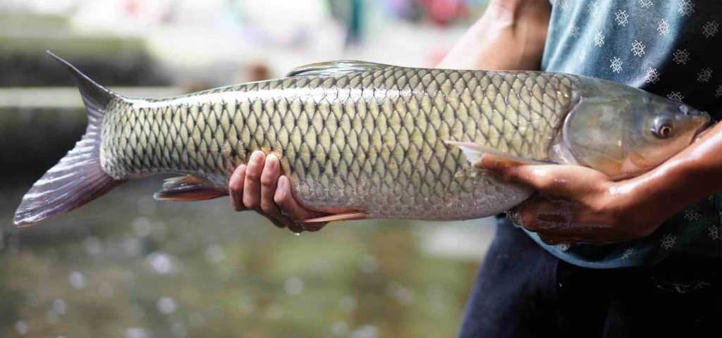 chăm sóc cá trắm cỏ