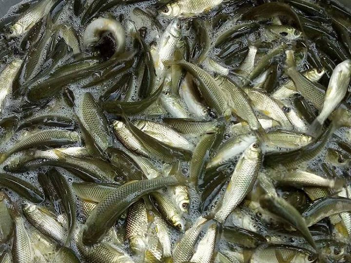 giống cá trắm cỏ