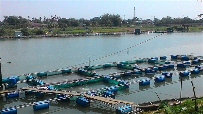lồng nuôi cá trắm cỏ