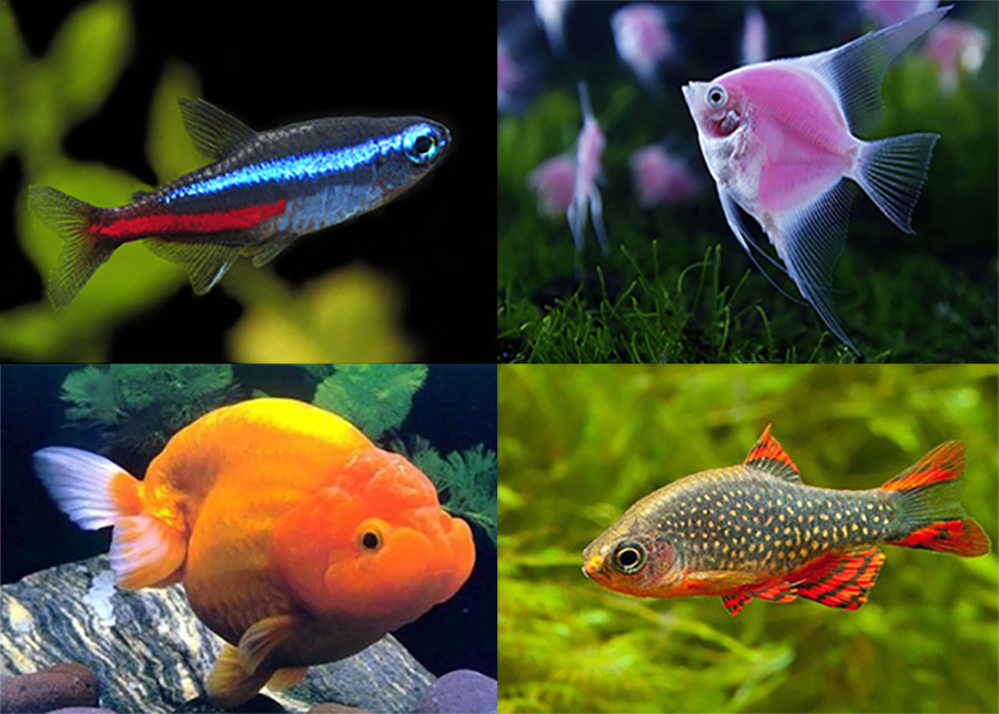những loài cá nuôi cảnh nhiều