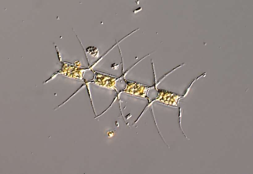 phytoplankton
