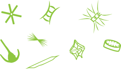 phytoplankton
