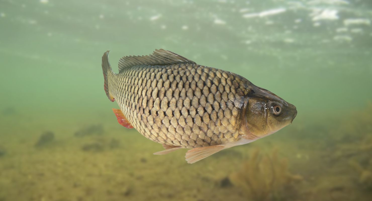 carp