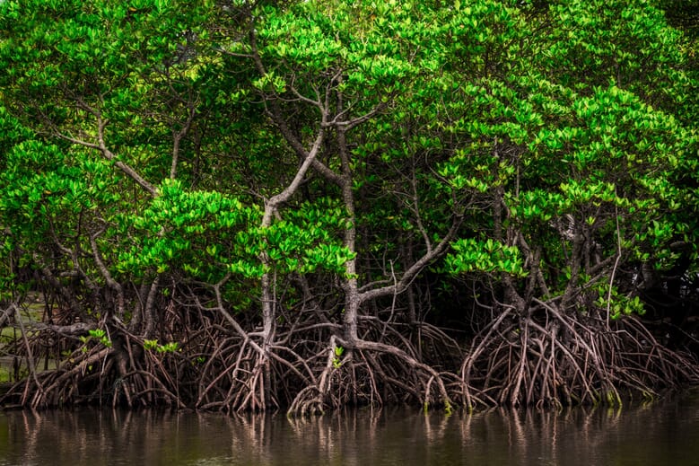 mangroves