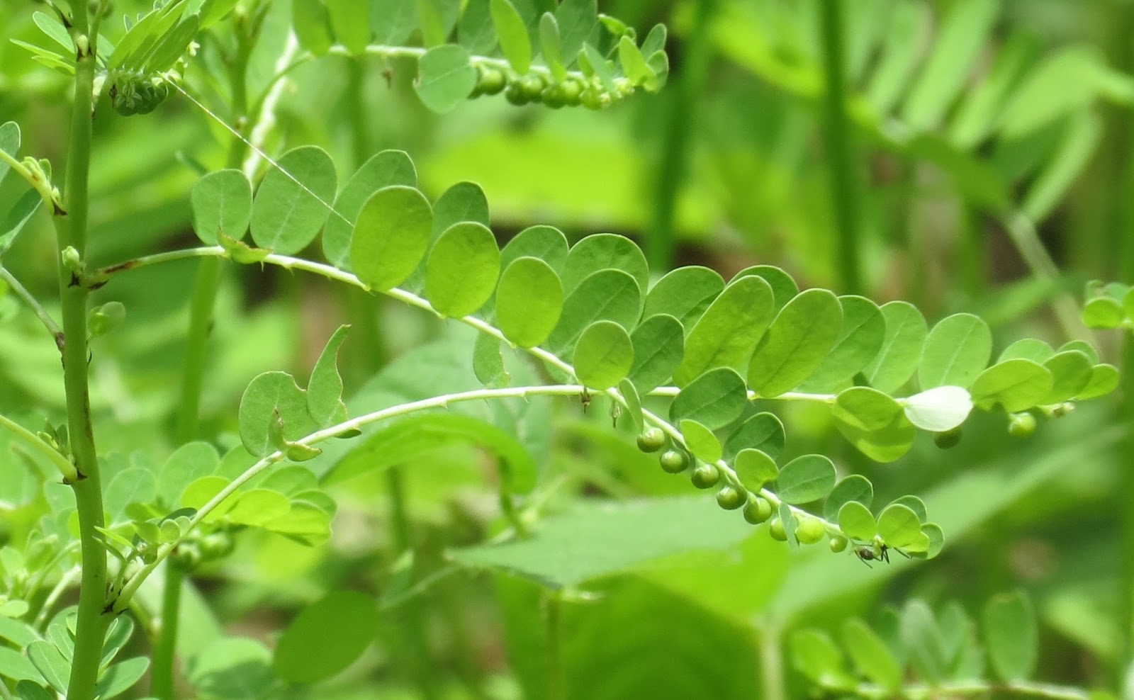 diệp hạ châu sử dụng trong nuôi tôm