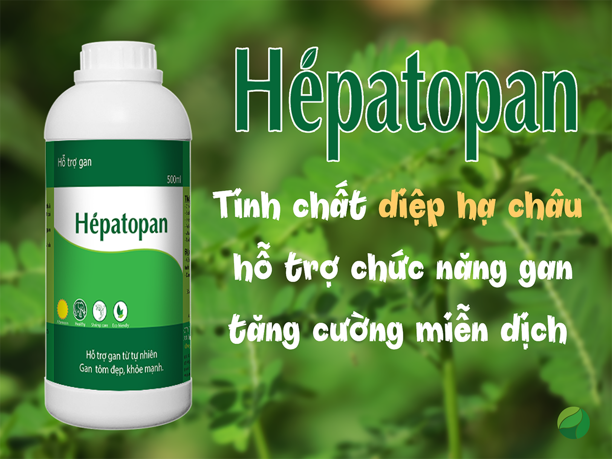 Diệp hạ châu tăng cường miễn dịch cho tôm