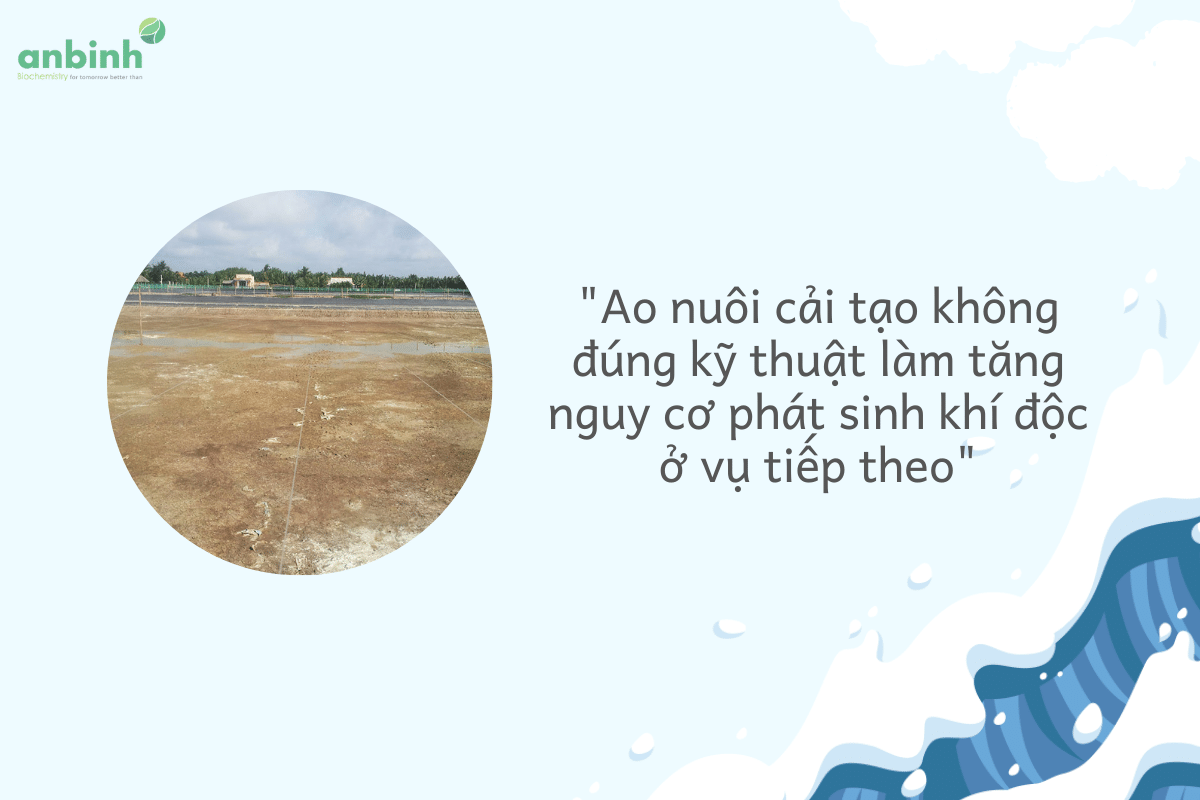Ao nuôi cải tạo không đúng kỹ thuật làm tăng nguy cơ phát sinh khí độc ở vụ tiếp theo