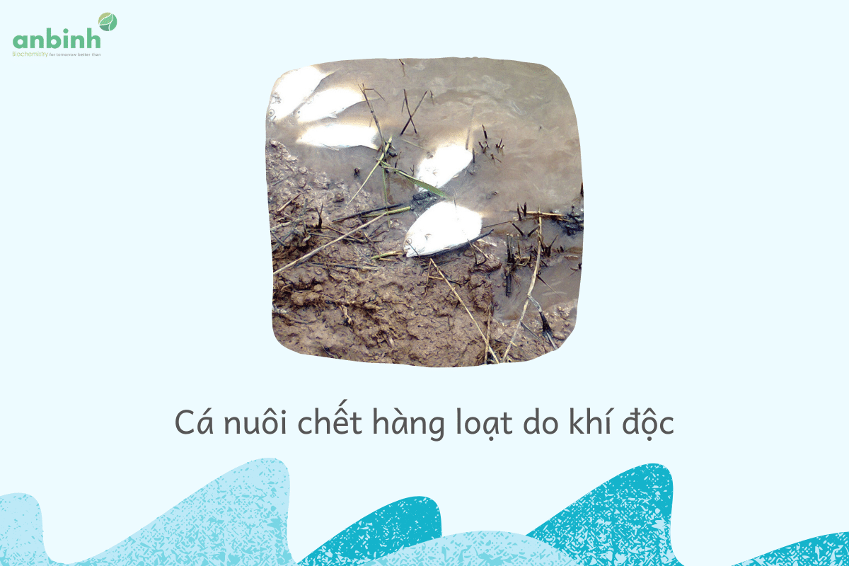 Cá nuôi chết hàng loạt do khí độc
