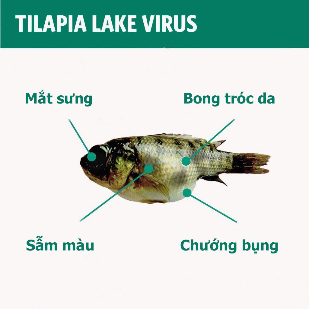 Triệu chứng của bệnh do TiLV gây ra